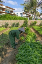 Alma Resort - Farm &amp; Gardens (13)