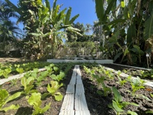 Organic Garden (4)